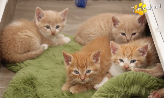 Katze Pummelinchen (Foto by Tiereck.at - Lavanttaler Tierhilfe)