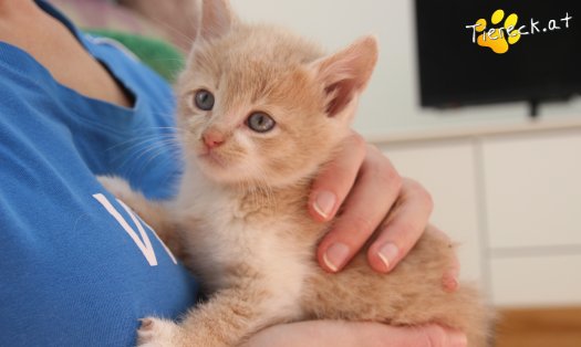 Katze Pummelinchen (Foto by Tiereck.at - Lavanttaler Tierhilfe)