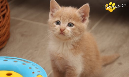 Katze Pummelinchen (Foto by Tiereck.at - Lavanttaler Tierhilfe)