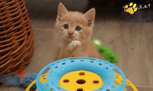 Katze Pummelinchen (Foto by Tiereck.at - Lavanttaler Tierhilfe)