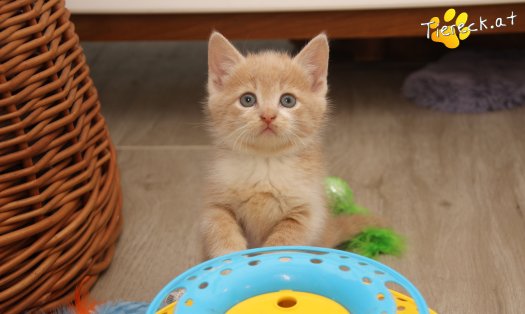 Katze Pummelinchen (Foto by Tiereck.at - Lavanttaler Tierhilfe)