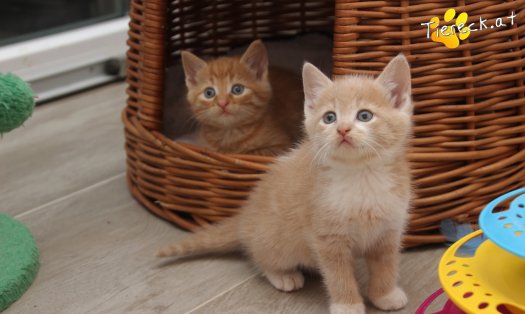 Katze Pummelinchen (Foto by Tiereck.at - Lavanttaler Tierhilfe)