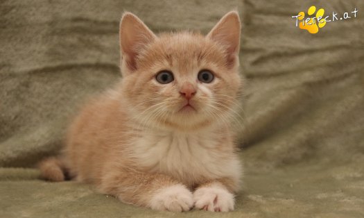 Katze Pummelinchen (Foto by Tiereck.at - Lavanttaler Tierhilfe)