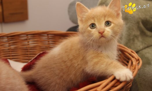 Katze Pummelinchen (Foto by Tiereck.at - Lavanttaler Tierhilfe)