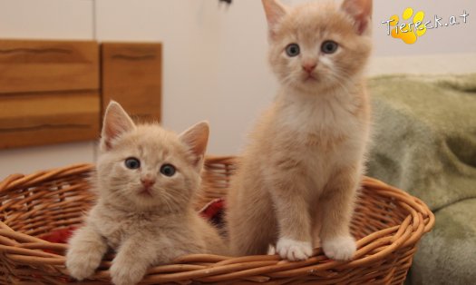 Katze Pummelinchen (Foto by Tiereck.at - Lavanttaler Tierhilfe)