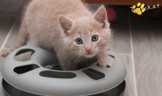 Katze Chilli (Foto by Tiereck.at - Lavanttaler Tierhilfe)