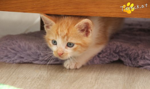 Katze Lyanna (Foto by Tiereck.at - Lavanttaler Tierhilfe)