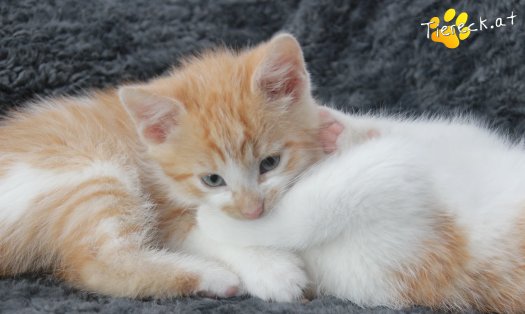 Katze Lyanna (Foto by Tiereck.at - Lavanttaler Tierhilfe)