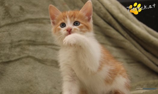 Katze Muffin (Foto by Tiereck.at - Lavanttaler Tierhilfe)