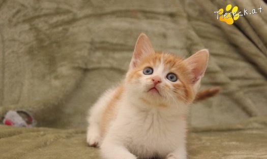 Katze Muffin (Foto by Tiereck.at - Lavanttaler Tierhilfe)