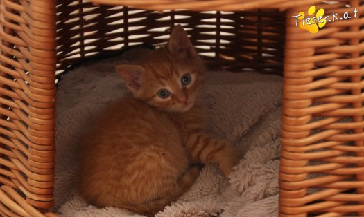 Katze Sansa (Foto by Tiereck.at - Lavanttaler Tierhilfe)