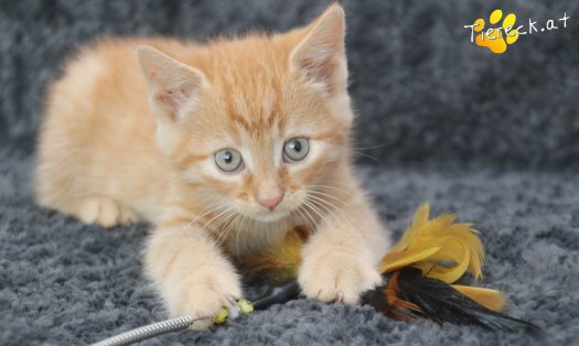 Katze Sansa (Foto by Tiereck.at - Lavanttaler Tierhilfe)