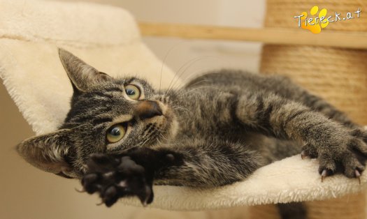 Katze Pumpkin (Foto by Tiereck.at - Lavanttaler Tierhilfe)