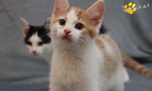 Katze Frechdachs (Foto by Tiereck.at - Lavanttaler Tierhilfe)