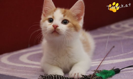 Katze Frechdachs (Foto by Tiereck.at - Lavanttaler Tierhilfe)