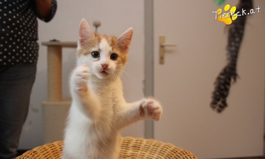 Katze Frechdachs (Foto by Tiereck.at - Lavanttaler Tierhilfe)