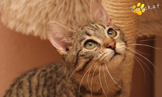 Katze Herkules (Foto by Tiereck.at - Lavanttaler Tierhilfe)