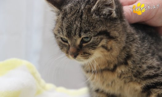 Katze Stella (Foto by Tiereck.at - Lavanttaler Tierhilfe)