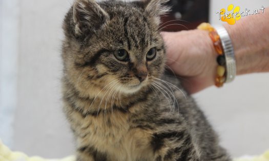 Katze Stella (Foto by Tiereck.at - Lavanttaler Tierhilfe)