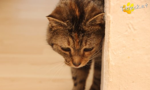 Katze Athena (Foto by Tiereck.at - Lavanttaler Tierhilfe)