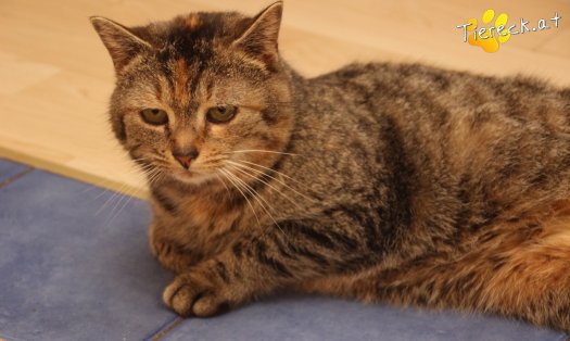 Katze Athena (Foto by Tiereck.at - Lavanttaler Tierhilfe)