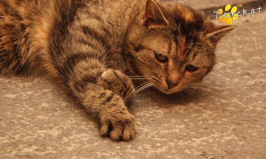 Katze Athena (Foto by Tiereck.at - Lavanttaler Tierhilfe)