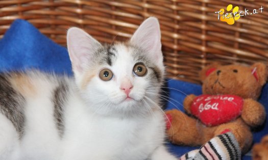 Katze Flecki (Foto by Tiereck.at - Lavanttaler Tierhilfe)